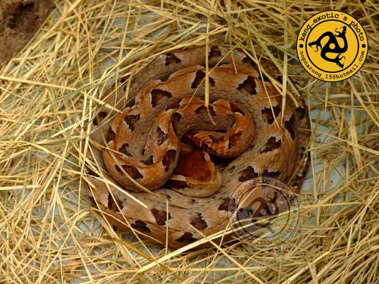 Red Malayan Pit Viper