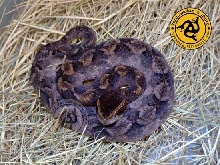 Dark Malayan Pit Viper