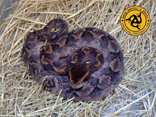 Dark Malayan Pit Viper