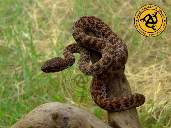 Mangrove Pit Viper