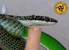 Chrysopelea ornata