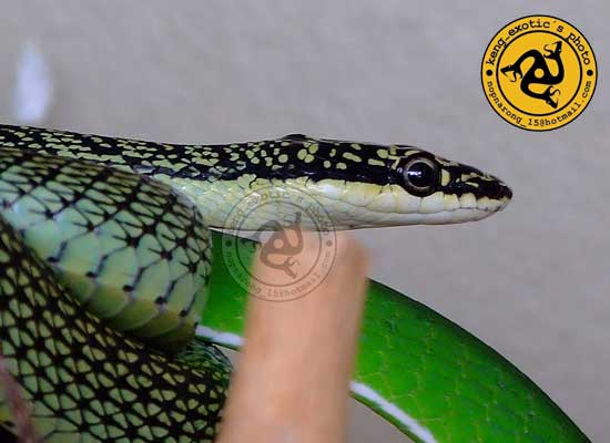 Chrysopelea ornata