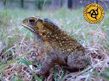 Bufo melanosticta