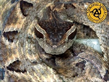 Malayan Pit Viper
