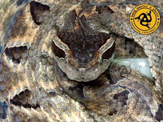 Malayan Pit Viper
