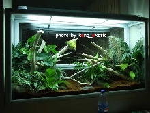 my green tree python terrarium