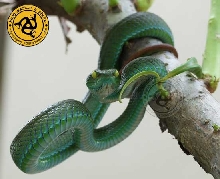 Trimeresurus macrops