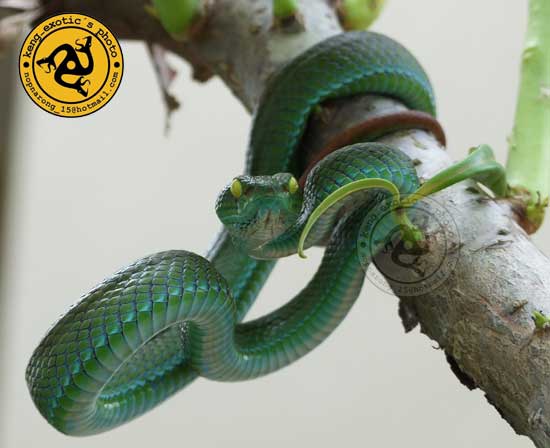 Trimeresurus macrops