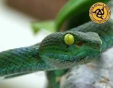 T. macrops closeup