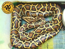 het albino