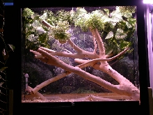my green tree python terrarium