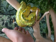 my beak
