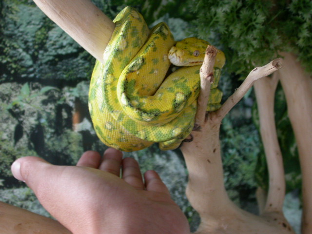 my beak