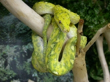 biak