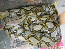 my retic
