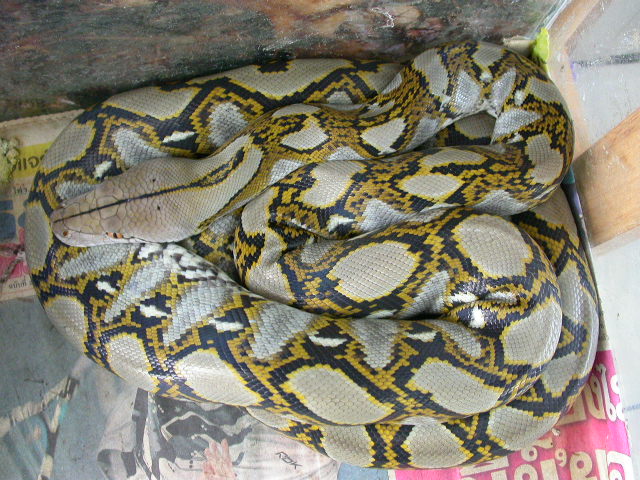 my retic