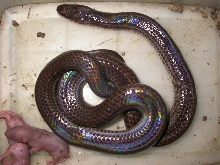 sunbeam snake