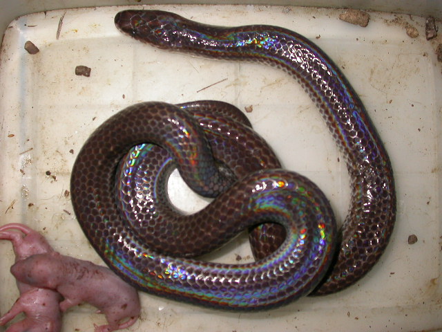 sunbeam snake
