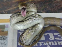Elaphe radiata