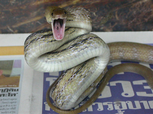 Elaphe radiata