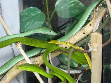 Ahaetulla prasina