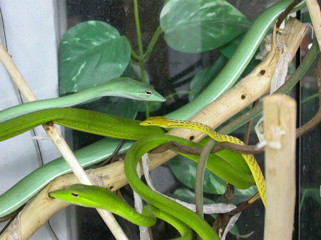 Ahaetulla prasina