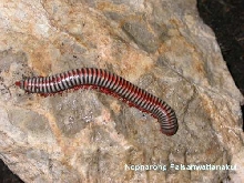 from Thailand