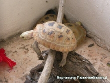 Indotestudo elongata