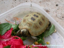 my Indotestudo elongata