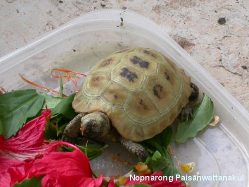 my Indotestudo elongata