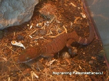 lay egg