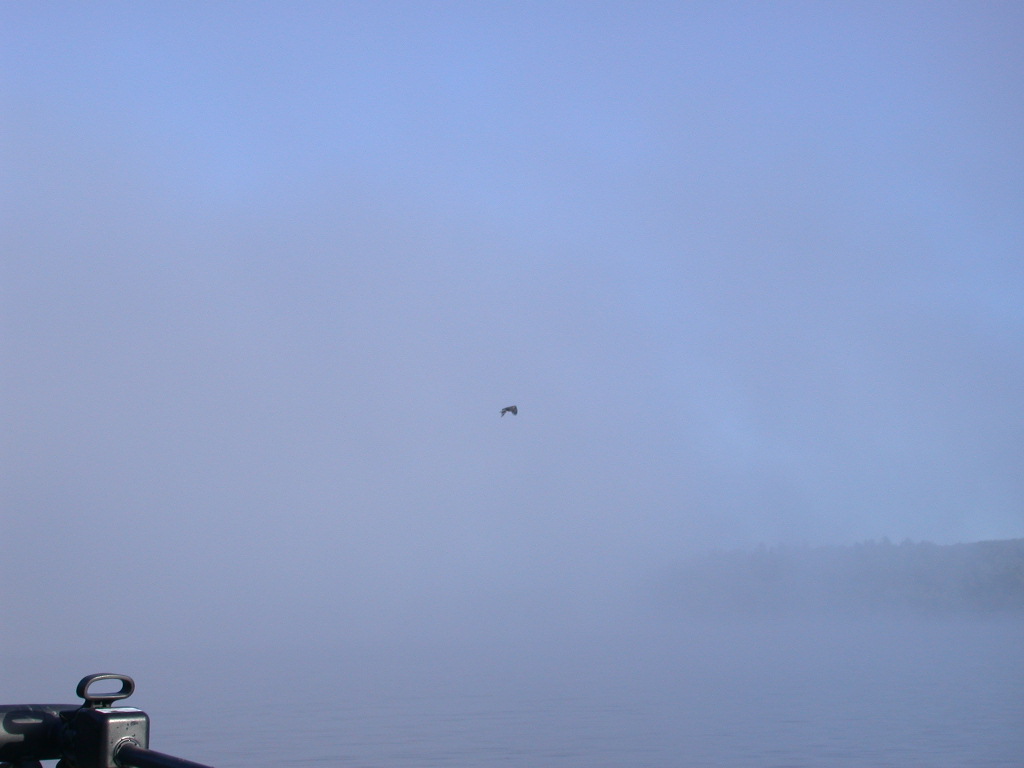 swooping