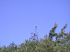 tree shot