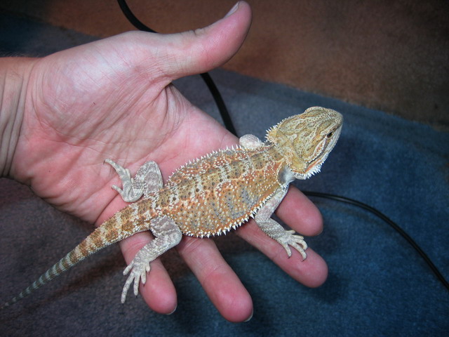 Poptart @ 3 months old