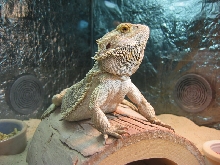 turbo_king_of_the_cage