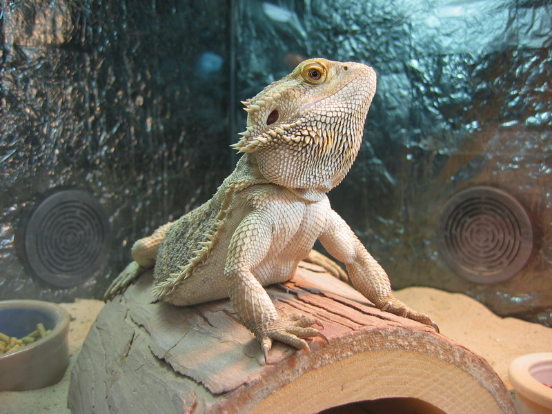 turbo_king_of_the_cage