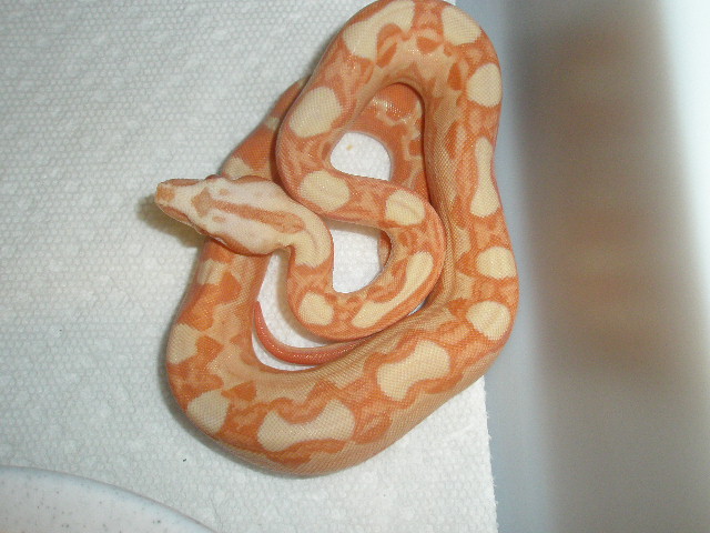 Motley Sunglow