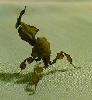 ghost mantis