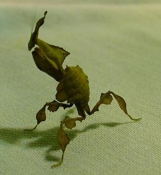 ghost mantis