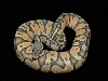 pastel ghost male
