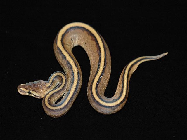 Genetic stripe