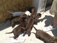 Lab puppies