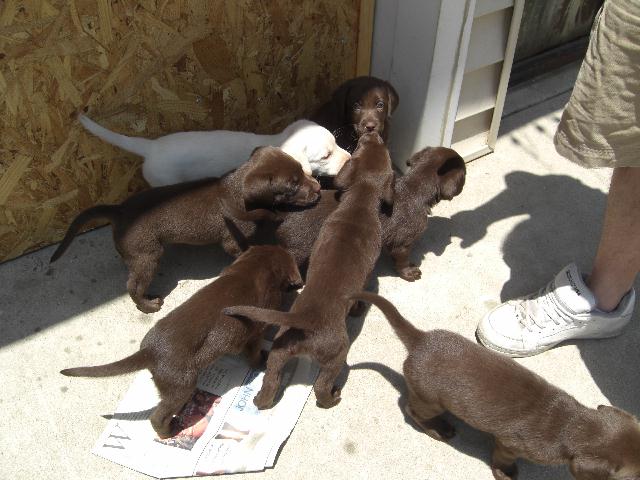 Lab puppies