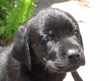 labs 2