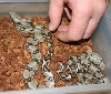 Baby Red Tail Constrictors