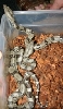 Baby Red Tail Constrictors
