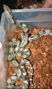 Baby Red Tail Constrictors