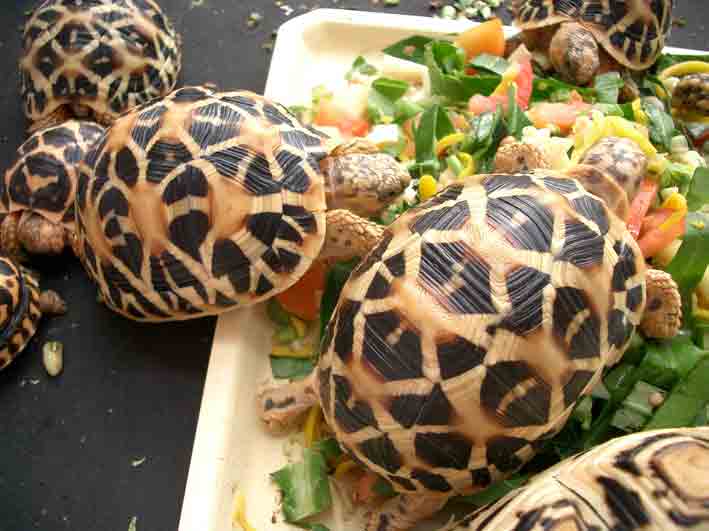 My Indian star tortoies