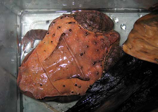 Red Spine-eyed Frog - Megophrys carienensis (Boulenger) 1908