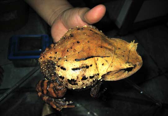 Green Spine-eyed Frog - Megophrys feae (Boulenger) 1887